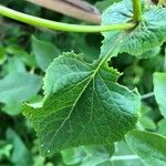 Pericallis appendiculata Leaf