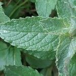 Mentha longifolia Folha