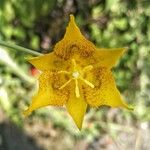 Calochortus monophyllus Flower