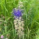 Muscari matritense Flower