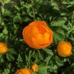 Trollius asiaticus Květ