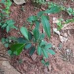 Glycosmis mauritiana Hoja