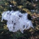 Clematis tangutica Frucht