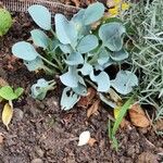 Mertensia maritima Leaf