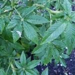 Cleome houtteana Leaf