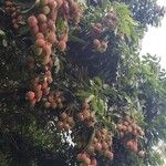 Litchi chinensis Fruto