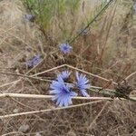 Cichorium endivia花