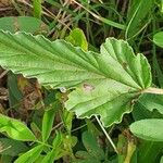 Monsonia longipes Blad