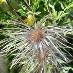 Clematis orientalis Fruit