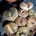 Lithops spp. 葉