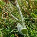 Tephroseris integrifolia Leaf