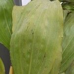 Bifrenaria tyrianthina Jani