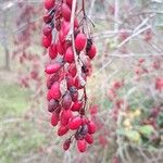 Berberis vulgaris Frukto