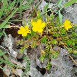 Portulaca quadrifida Leaf