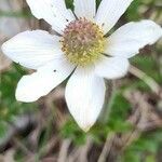 Anemone baldensis Blomst