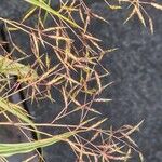 Hakonechloa macra Fruct