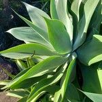 Agave attenuataFolha