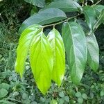 Nectandra membranacea Feuille