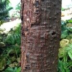 Araucaria angustifolia Corteza