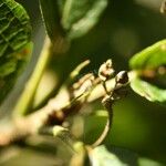 Dombeya punctata Sonstige