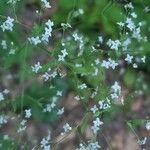 Galium sylvaticum Flor