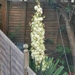 Yucca gloriosaBlatt