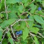 Vaccinium angustifolium Folha
