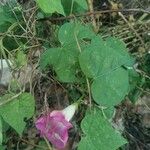 Ipomoea tricolor Habitat