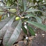 Ficus austrocaledonica