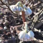 Edgeworthia tomentosa Costuma