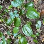 Smilax rotundifolia List