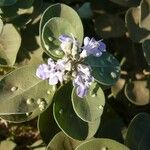 Vitex trifolia 花