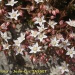 Sedum monregalense Blomma