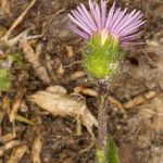 Erigeron alpinus Casca