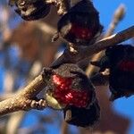 Parrotia persica फल