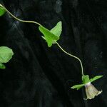 Codonopsis rotundifolia Habit
