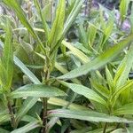Symphyotrichum laeve Лист