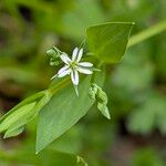 Stellaria alsine Blüte