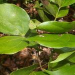 Schnella guianensis Leaf