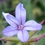 Plumbago europaea Otro
