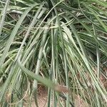 Puya mirabilis Leaf