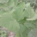 Erythrina caffra Hoja