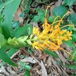 Globba schomburgkii Flower