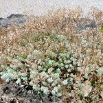 Alyssum oxycarpum Habit