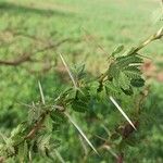 Vachellia tortilis Folla