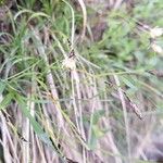 Carex sempervirens Fula