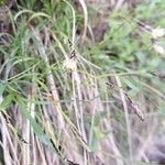 Carex sempervirens Bloem