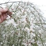 Retama monospermaKvět