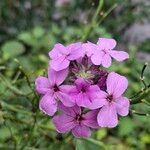 Hesperis matronalisKvět