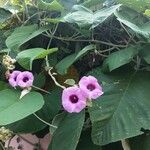 Argyreia nervosa 花